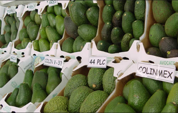 Profeco pide explicaciones sobre alza al precio del aguacate y limón - aguacate