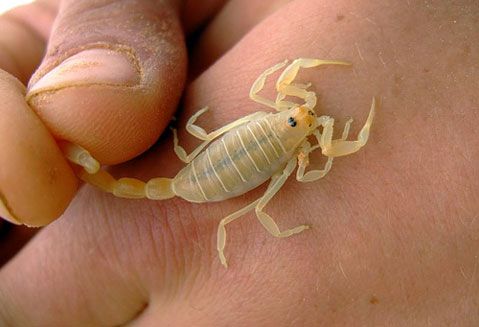 Alertan por picadura de alacranes en Guanajuato