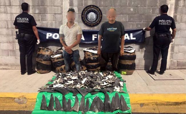 Encuentran aletas de tiburón en paquetería