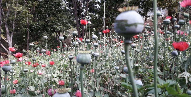 Destruyen cuatro toneladas de amapola en Oaxaca