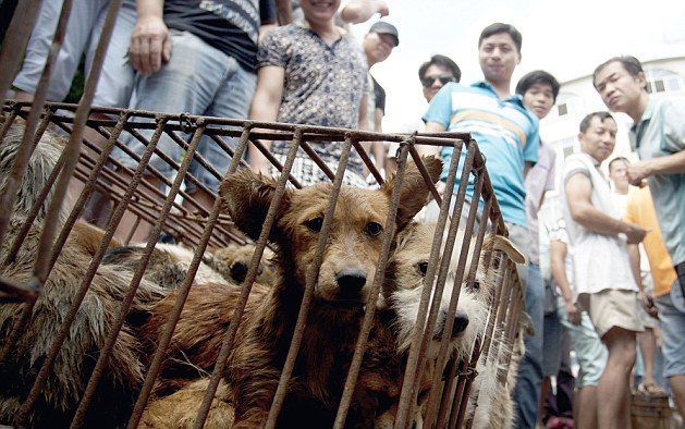 Taiwán prohíbe comer carne de perro y gato