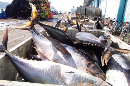 México podrá sancionar a EE.UU. por etiquetado de atún - atun-omc