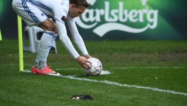 #Video Aficionados lanzan ratas muertas a jugadores - brondby-2