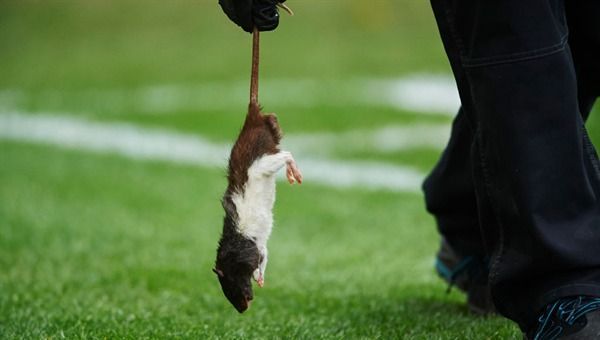 #Video Aficionados lanzan ratas muertas a jugadores - brondby-3