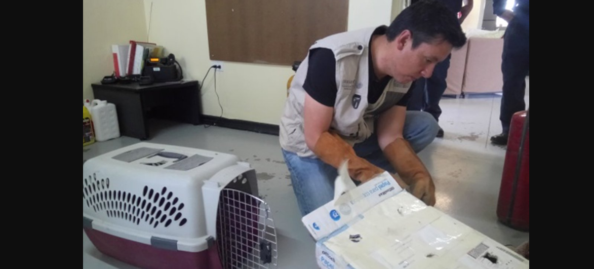 Rescatan a búho en Chihuahua