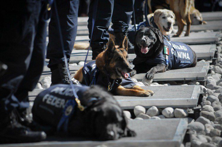 Aseguran más de 85 kilogramos de cocaína en Colima