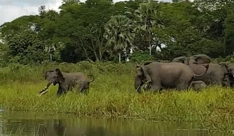 #Video Cocodrilo ataca a elefante #Video Cocodrilo ataca a elefante