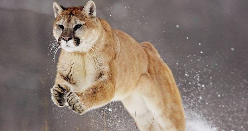 #Video Pumas recorren vías del metro en Canadá