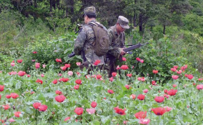 EE.UU. ofrece ayuda financiera a México para erradicar amapola - cultivo