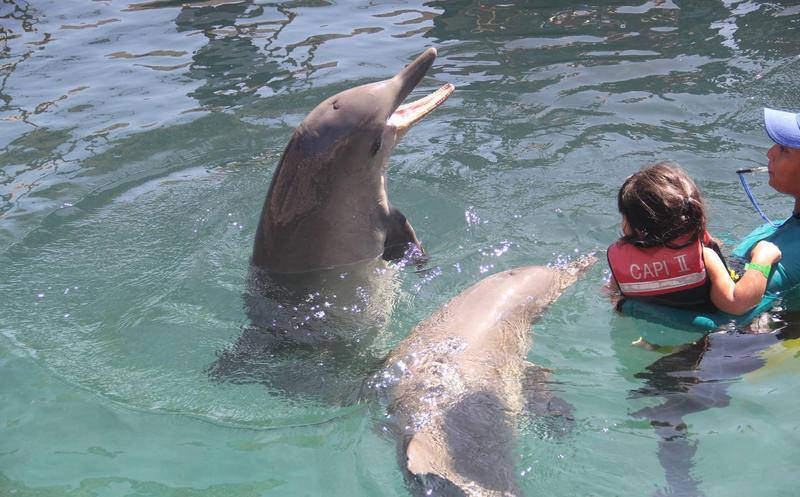 Prohiben uso de mamíferos marinos en espectáculos - definarios