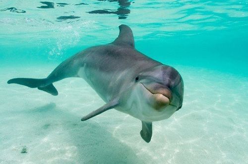 Prohiben uso de mamíferos marinos en espectáculos - delfin