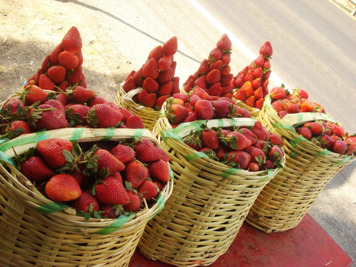 Exportaciones de fresa mexicana crecieron más de 20 por ciento: Sagarpa