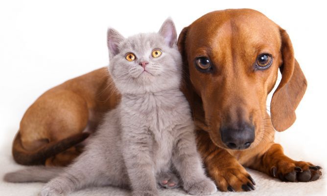 Las enfermedades que perros y gatos comparten con los humanos