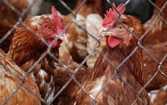 Cifra de muertos en China por gripe aviar llega a 162