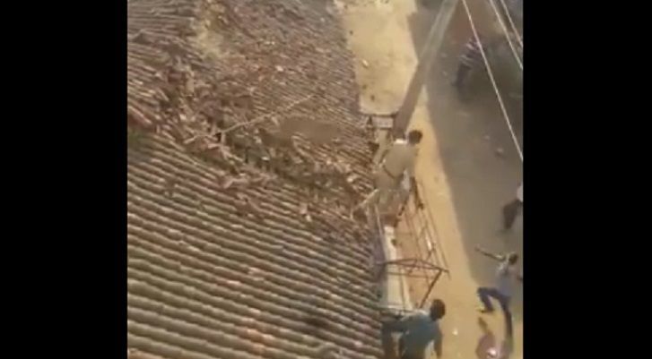 #Video Hombre salta desde techo para evitar ataque de leopardo