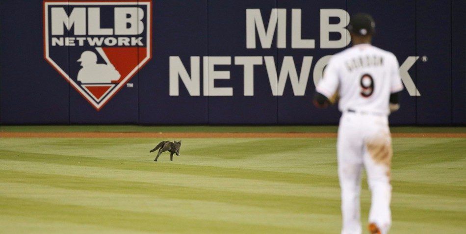 #Video Gato interrumpe juego de los Marlines