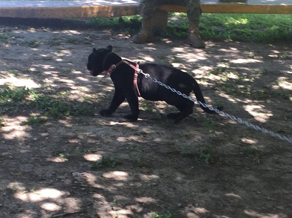 Rescatan a jaguar enjaulado y abandonado en la carretera Monterrey-Reynosa - jaguar-2