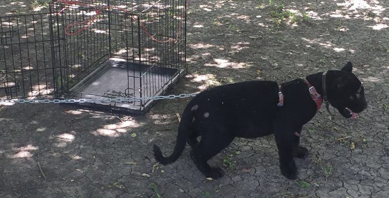 Rescatan a jaguar enjaulado y abandonado en la carretera Monterrey-Reynosa