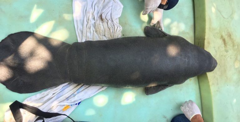 Rescatan cría de manatí en Veracruz