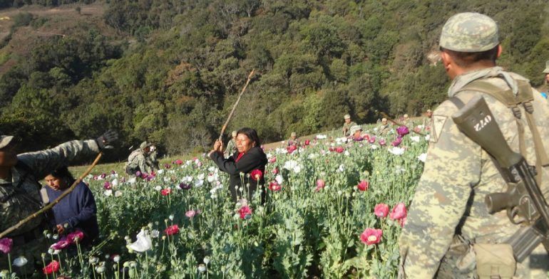 Agreden a militares que destruían plantío de amapola
