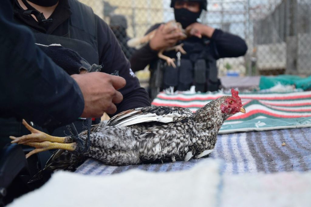 Incautan armas, droga, celulares y gallos de pelea en cárcel de Tamaulipas - nuevo-laredo-3