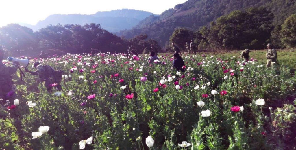 Agreden a militares que destruían plantío de amapola - oaxaca-5-1024x521