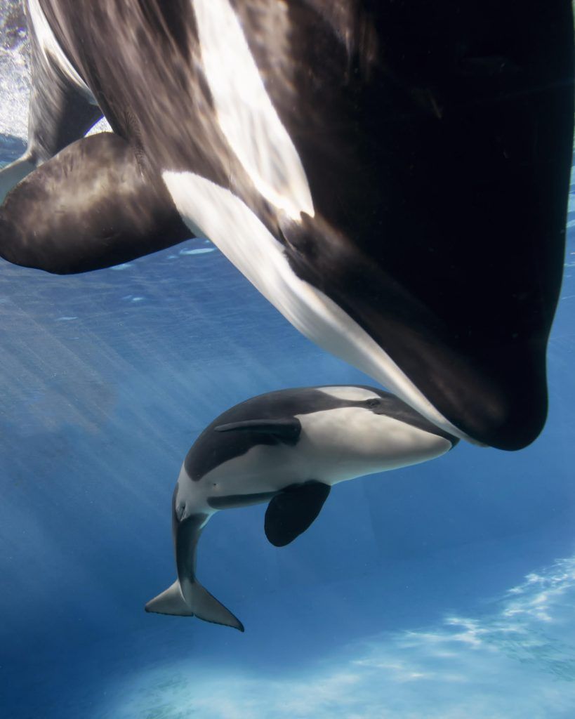 Ya llegó la última orca que nacerá en SeaWorld - orca-seaworld-819x1024