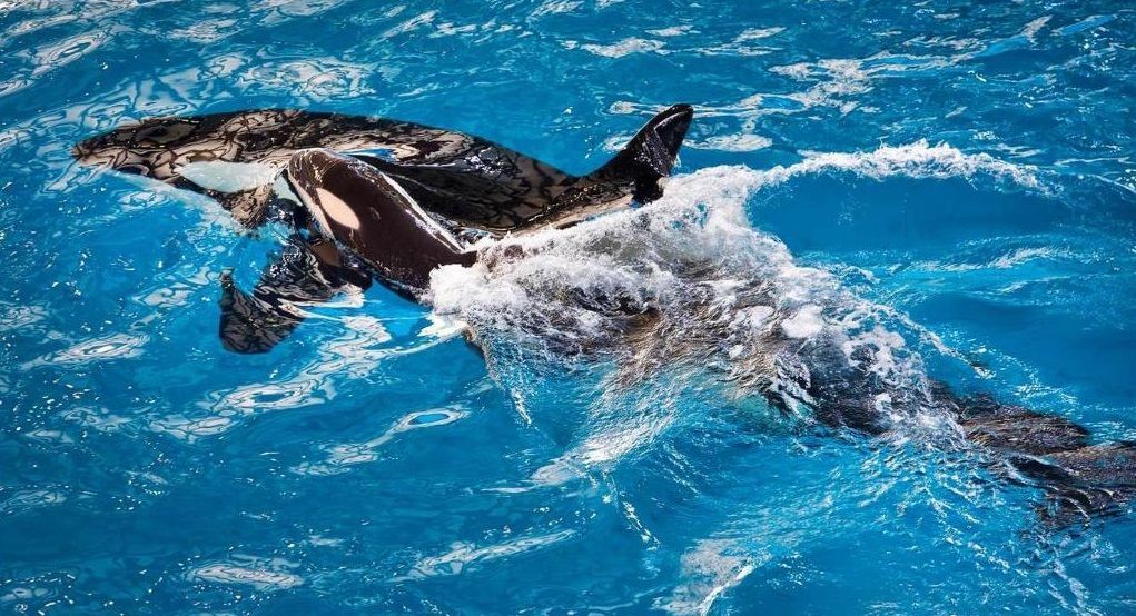Ya llegó la última orca que nacerá en SeaWorld
