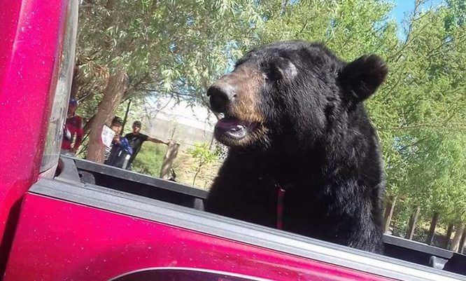 #Video Transportan a oso negro en Durango