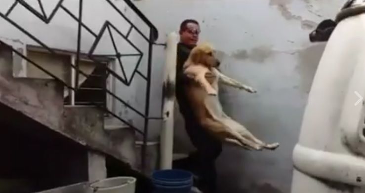 Rescatan a perrita encerrada en contenedor en Neza