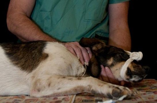 Hospital Veterinario de Iztapalapa ha atendido a más de 50 mil perros y gatos - perro-veterinario.listadog