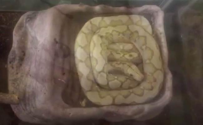 Encuentran pitón en habitación de hotel en Massachusetts