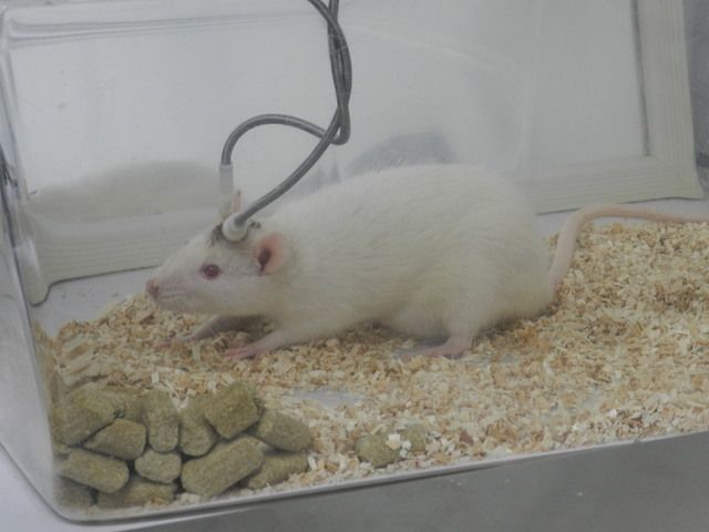 ¿Por qué bostezamos? - ratas-de-alto-bostezo