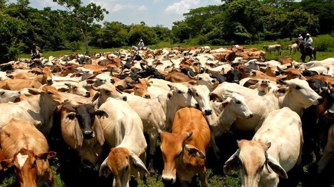 Senado aprueba reforma para tipificar robo de ganado como delincuencia organizada