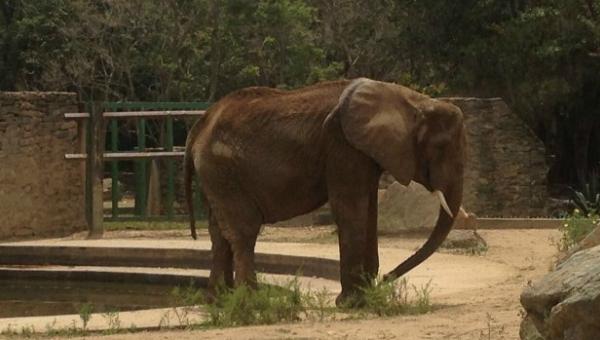 Denuncian desnutrición de elefanta en Venezuela - ruperta-elefante-2