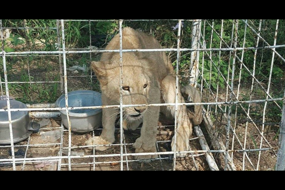 Profepa asegura a leona en residencia de Colima Profepa asegura a leona en residencia de Colima