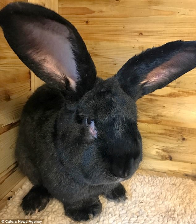 Revelan causa de muerte de conejo durante vuelo de United Airlines - simon-conejo-united