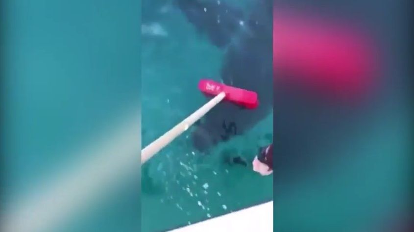 #Video Pescadores usan escoba para alejar a tiburón