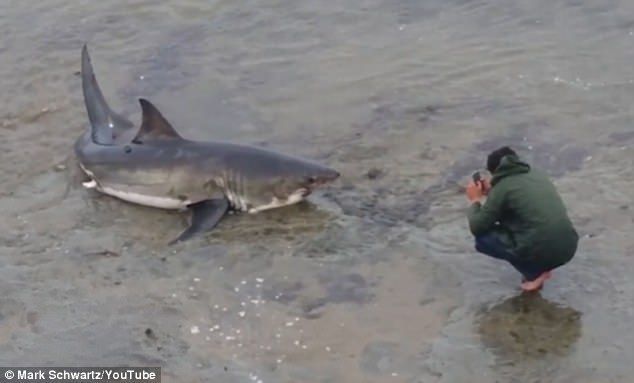 #Video tiburón queda varado en playas de California #Video tiburón queda varado en playas de California