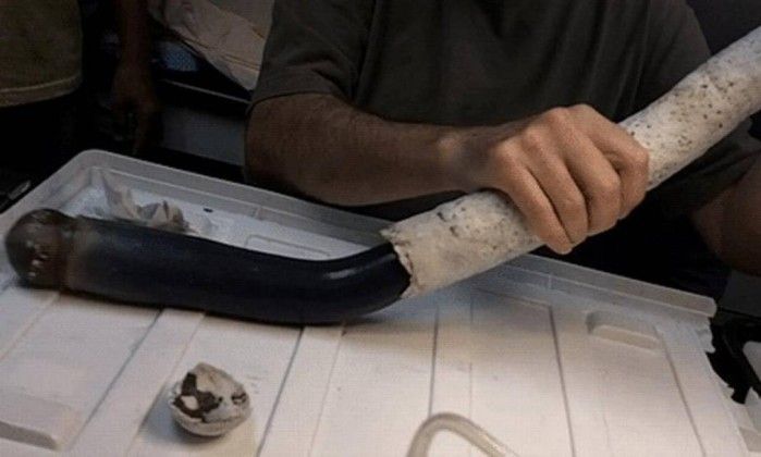 Hallan gusano gigante en laguna de Filipinas