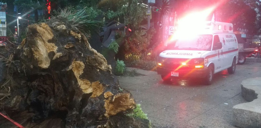 Árboles caen en Reforma y San Rafael