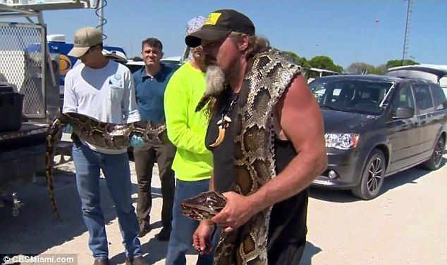 #Video Capturan serpiente de más de cinco metros en los Everglades