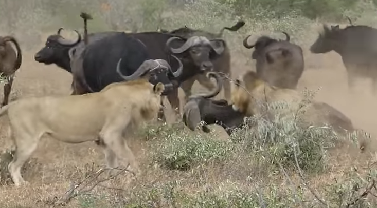 #Viral Búfalos defienden a otro mientras leones atacaban