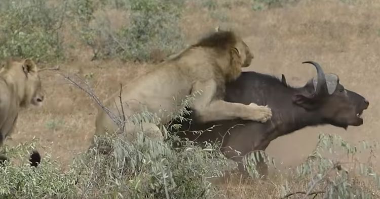 #Viral Búfalos defienden a otro mientras leones atacaban - Captura-de-pantalla-2017-05-05-a-las-12.19.02