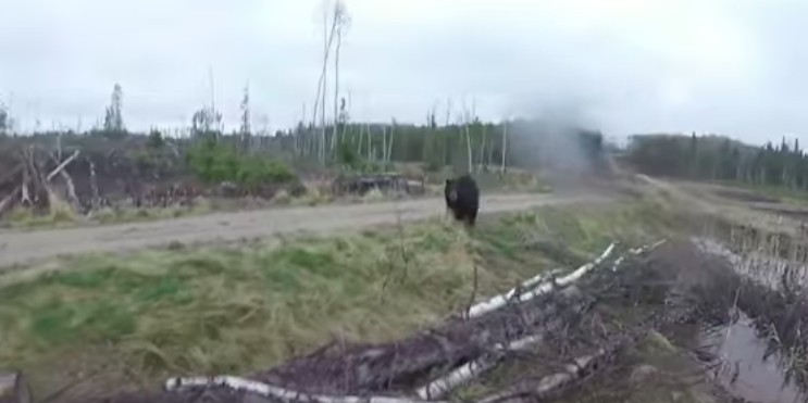 #Video Cazador se salva de ataque de oso