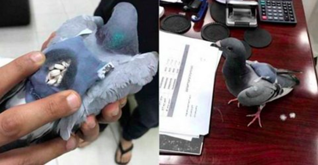 Interceptan a paloma mensajera que transportaba droga - Captura-de-pantalla-2017-05-25-a-las-15.53.06