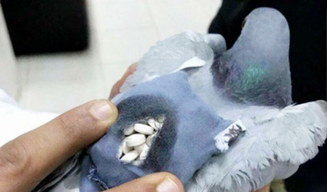 Interceptan a paloma mensajera que transportaba droga