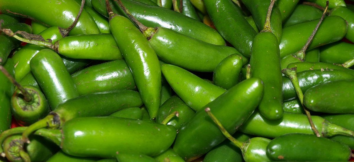 Crece producción de chile verde mexicano - Chile-verde-ícono-de-la-cocina-mexicana