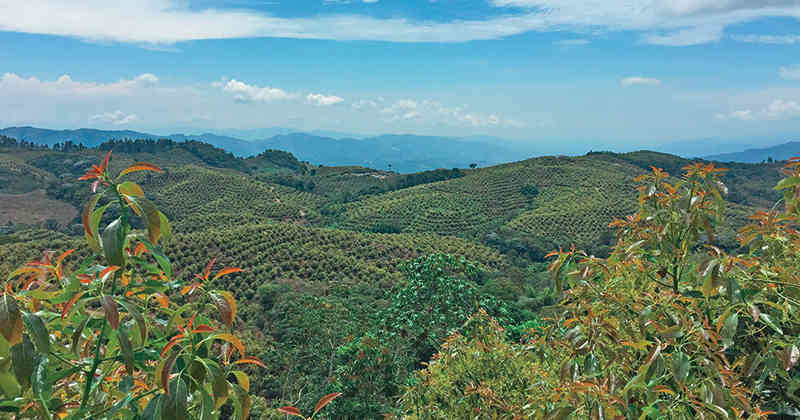 Gobierno de Michoacán asegura 200 hectáreas aguacateras al narco