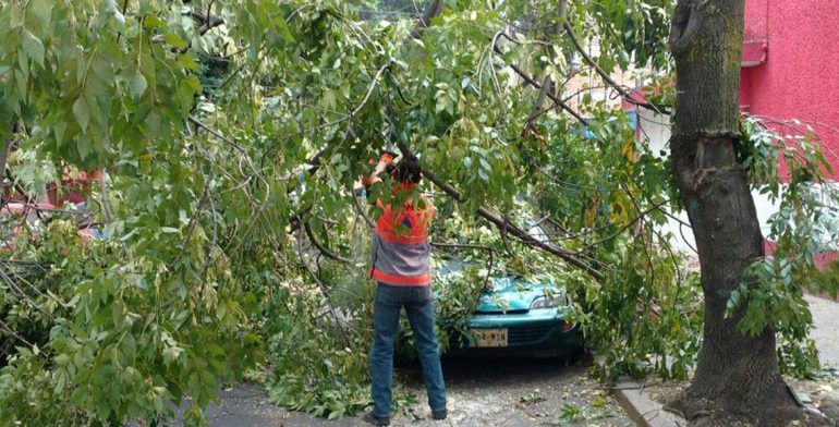 Vientos derriban 60 árboles en Ciudad de México - arboles-caidos-cdmx-especial2-770x392